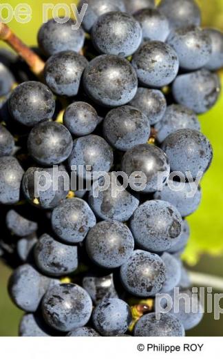 Grappe - Vignoble Bordelais (33V25412.jpg)