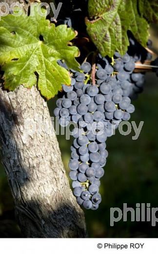 Grappe - Vignoble Bordelais (33V25413.jpg)
