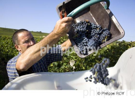 Vendanges manuelles - Vignoble Bordelais (33V25432.jpg)