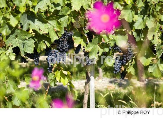 Vigne - Vignoble Bordelais (33V25514.jpg)