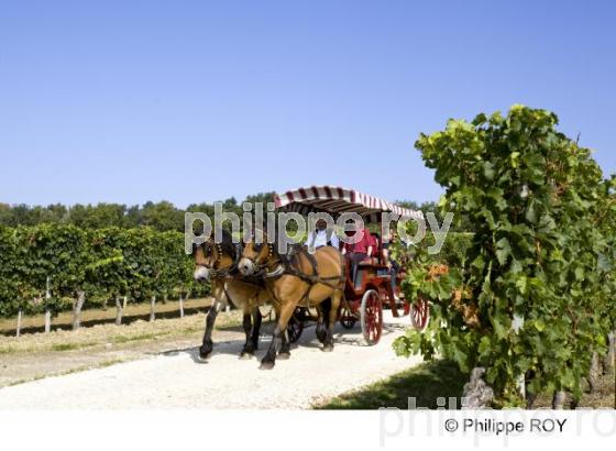 Tourisme viticole - Vignoble Bordelais (33V25516.jpg)