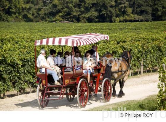Tourisme viticole - Vignoble Bordelais (33V25519.jpg)