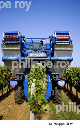 Vendanges mcaniques - Vignoble Bordelais (33V25628.jpg)
