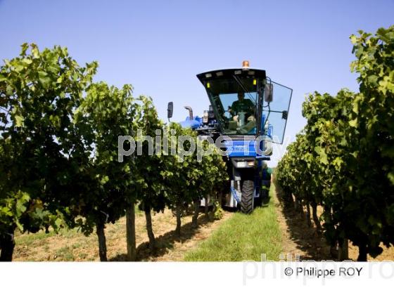 Vendanges mcaniques - Vignoble Bordelais (33V25633.jpg)