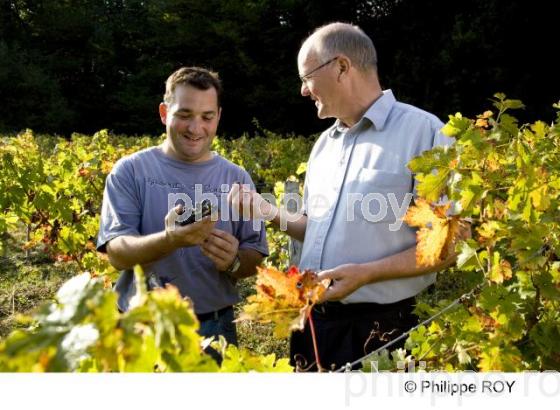 Vendanges - Vignoble Bordelais (33V25805.jpg)