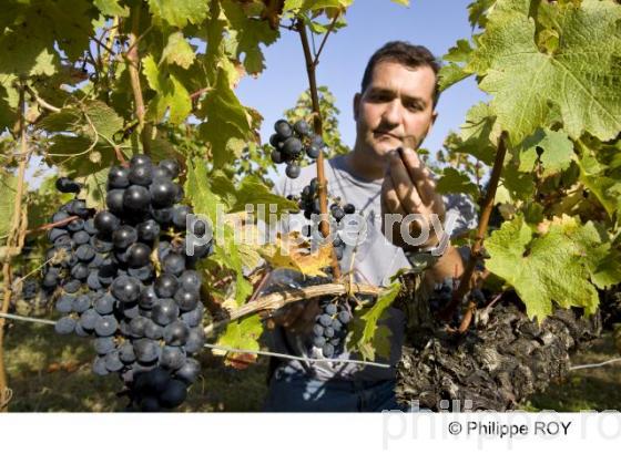 Vendanges - Vignoble Bordelais (33V25807.jpg)
