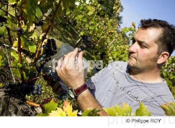 Vendanges - Vignoble Bordelais (33V25808.jpg)