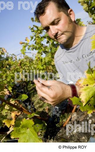 Vendanges - Vignoble Bordelais (33V25810.jpg)