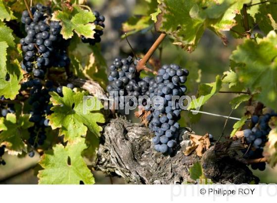 Vendanges - Vignoble Bordelais (33V25812.jpg)