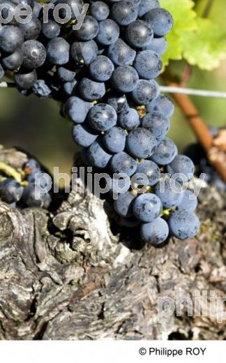 Vendanges - Vignoble Bordelais (33V25815.jpg)