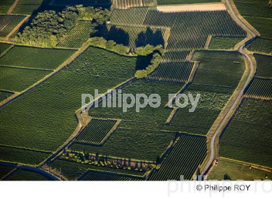 Paysage viticole - Vignoble Bordelais (33V25929.jpg)
