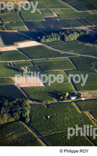 Paysage viticole - Vignoble Bordelais (33V25932.jpg)