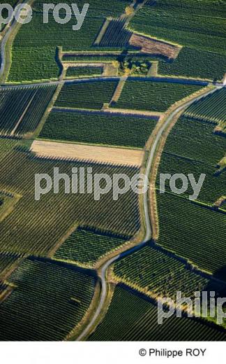 Paysage viticole - Vignoble Bordelais (33V25933.jpg)
