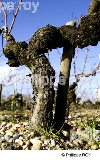 Chteau viticole - Vignoble Bordelais (33V26030.jpg)