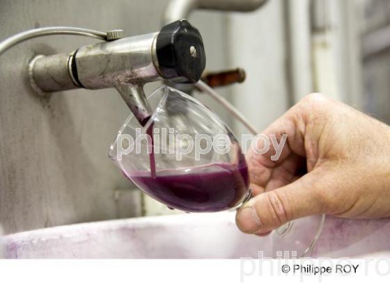 Vinification - Vignoble Bordelais (33V26612.jpg)