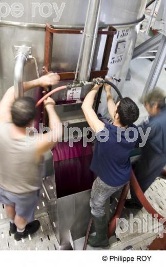 Vinification - Vignoble Bordelais (33V26836.jpg)