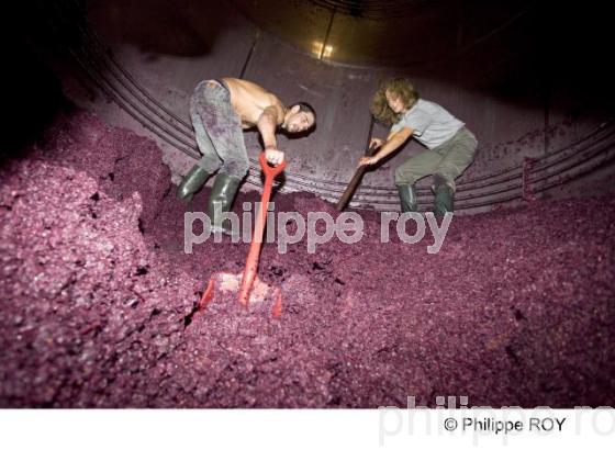 Vinification - Vignoble Bordelais (33V26911.jpg)