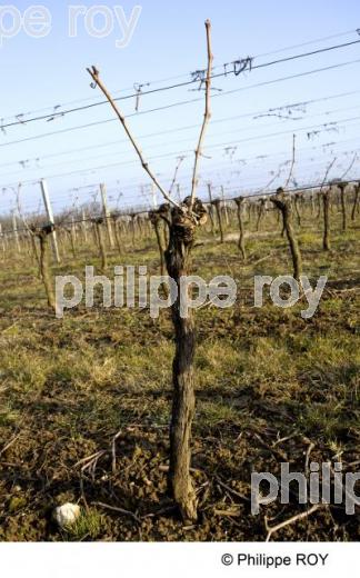 Taille - Vignoble Bordelais (33V27519.jpg)