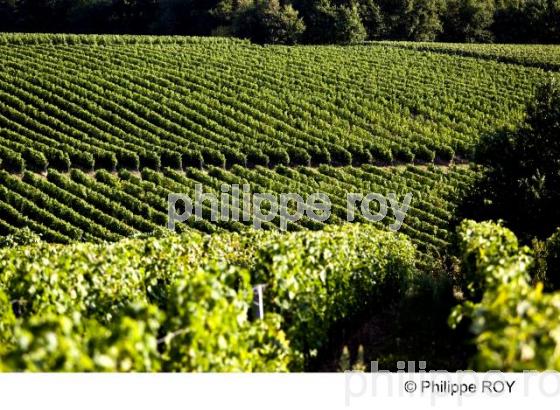 Paysage viticole  - Vignoble Bordelais (33V28230.jpg)