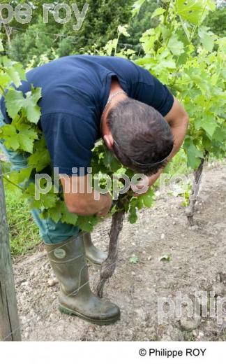 Epamprage - Vignoble Bordelais (33V28829.jpg)