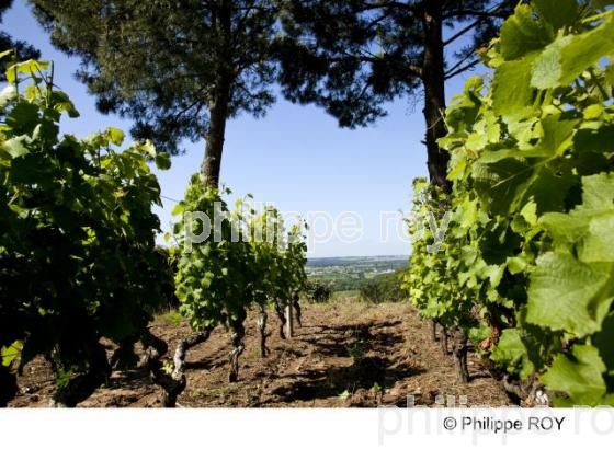 Paysage viticole - Vignoble Bordelais (33V29006.jpg)