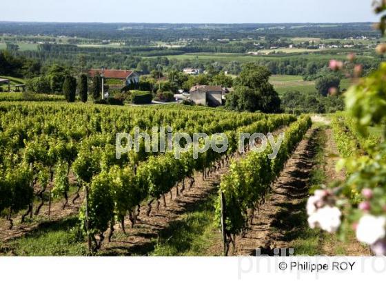 Paysage viticole - Vignoble Bordelais (33V29007.jpg)