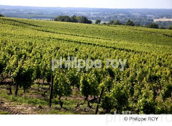 Paysage viticole - Vignoble Bordelais (33V29008.jpg)