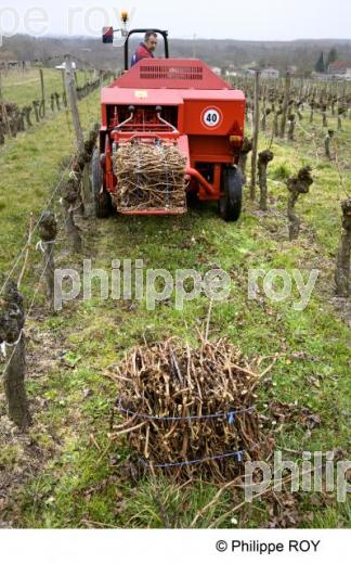 Sarments - Vignoble Bordelais (33V29224.jpg)