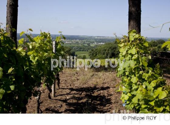 Paysage viticole - Vignoble Bordelais (33V29310.jpg)