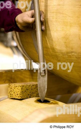 Ngoce - Vignoble Bordelais (33V29330.jpg)