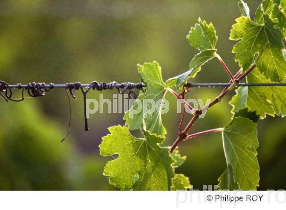 Feuille - Vignoble Bordelais (33V29540.jpg)