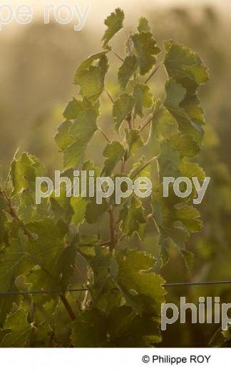 Vigne - Vignoble Bordelais (33V29603.jpg)