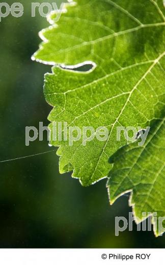 Feuille - Vignoble Bordelais (33V29604.jpg)