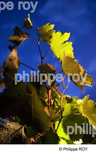 Vigne - Vignoble Bordelais (33V29606.jpg)