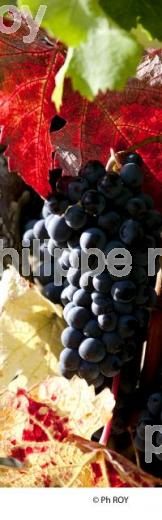 Grappe - Vignoble Bordelais (33V29609.jpg)