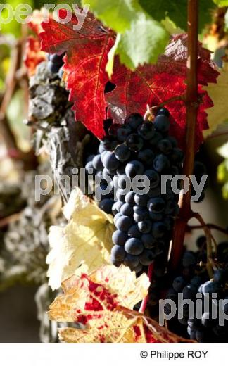 Grappe - Vignoble Bordelais (33V29610.jpg)