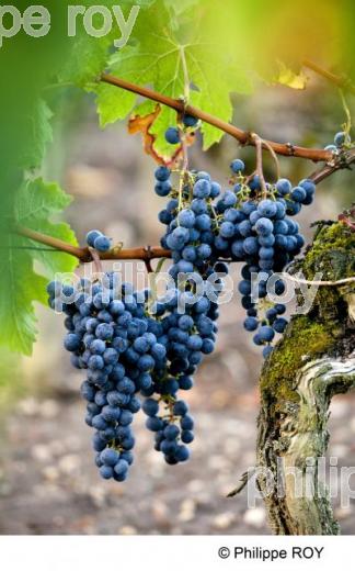 Grappe - Vignoble Bordelais (33V29612.jpg)