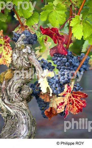 Grappe - Vignoble Bordelais (33V29613.jpg)