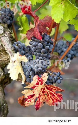 Grappe - Vignoble Bordelais (33V29615.jpg)
