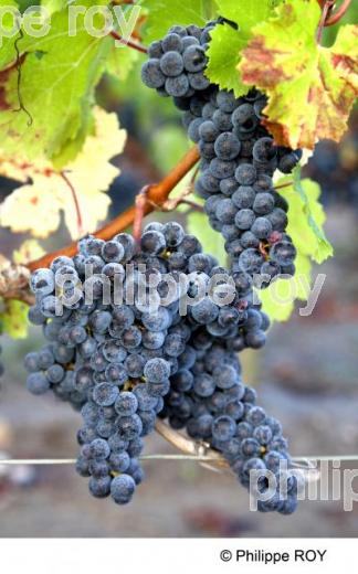Grappe - Vignoble Bordelais (33V29616.jpg)