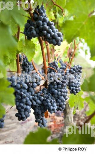 Grappe - Vignoble Bordelais (33V29617.jpg)