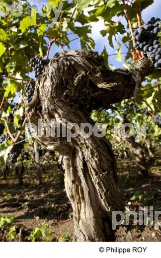 Grappe - Vignoble Bordelais (33V29618.jpg)