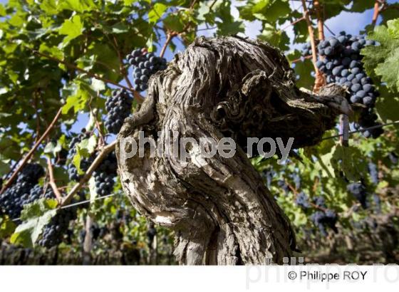 Grappe - Vignoble Bordelais (33V29620.jpg)