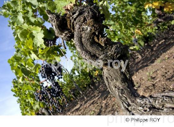Grappe - Vignoble Bordelais (33V29623.jpg)