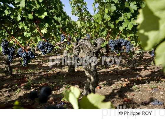 Grappe - Vignoble Bordelais (33V29624.jpg)