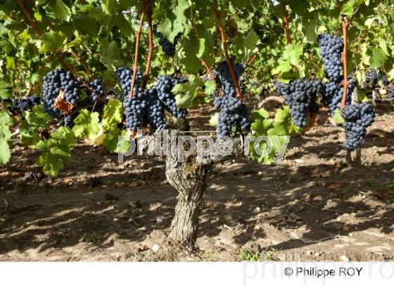 Grappe - Vignoble Bordelais (33V29625.jpg)