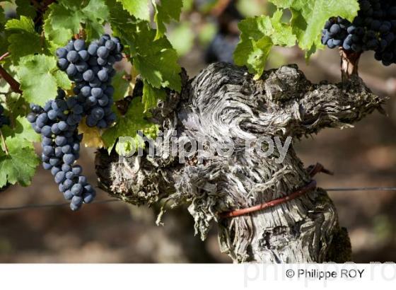 Grappe - Vignoble Bordelais (33V29627.jpg)