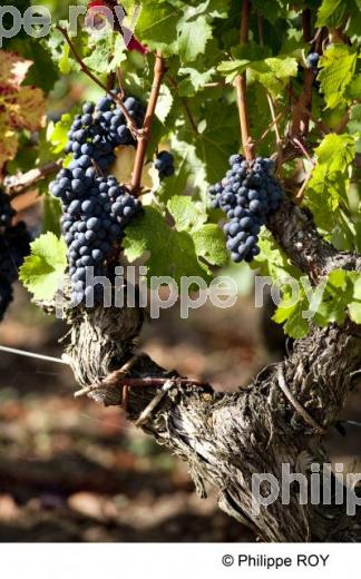 Grappe - Vignoble Bordelais (33V29630.jpg)