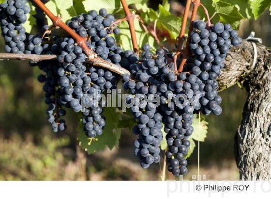 Grappe - Vignoble Bordelais (33V29837.jpg)
