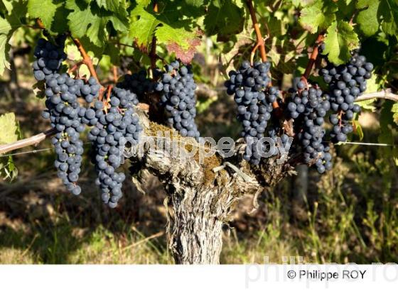 Grappe - Vignoble Bordelais (33V29838.jpg)